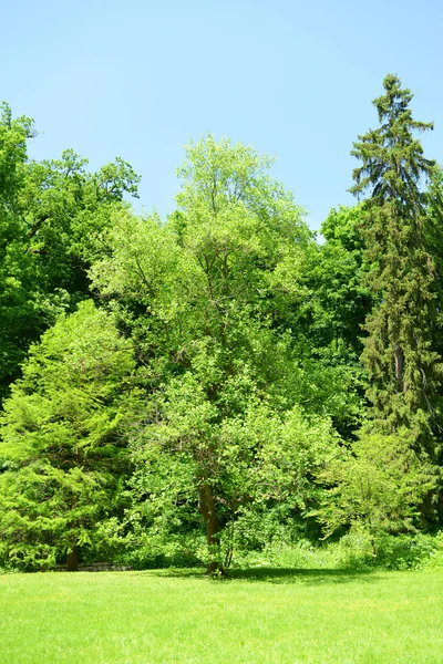 Prachtig park buiten — Stockfoto