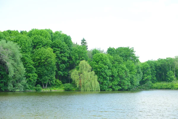 Lagoa decorativa com plantas no parque — Fotografia de Stock