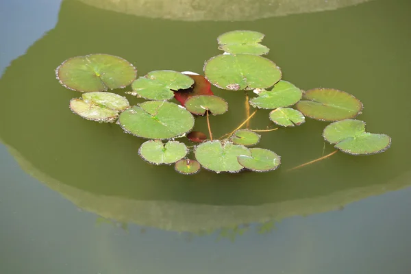 Pastiglie Lily sulla superficie dello stagno — Foto Stock