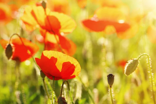 Prato con fiori di papavero — Foto Stock