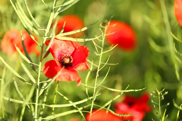 Prado con flores de amapola —  Fotos de Stock