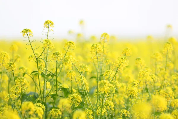 Viltgrønne planter – stockfoto