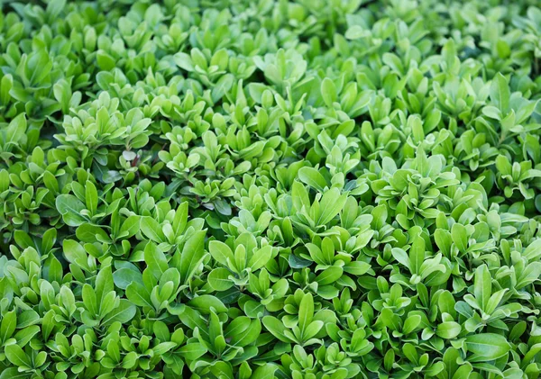 Güzel yeşil çalı — Stok fotoğraf