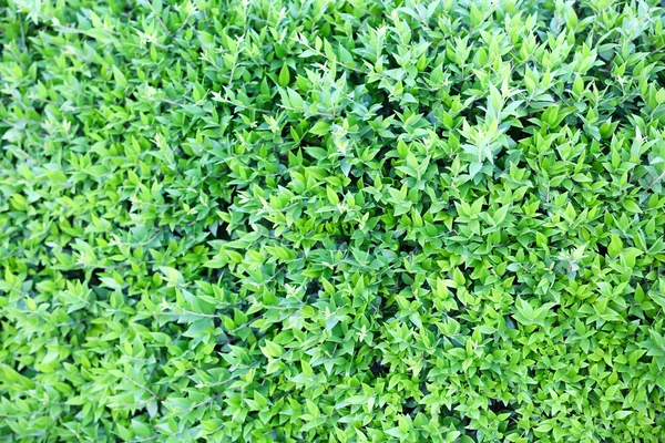 Красивый зелёный куст — стоковое фото