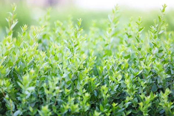 Bellissimo cespuglio verde — Foto Stock