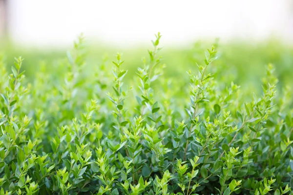 Arbusto verde bonito — Fotografia de Stock