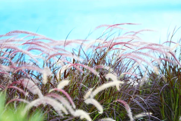 필드에서 아름 다운 Spikelets — 스톡 사진