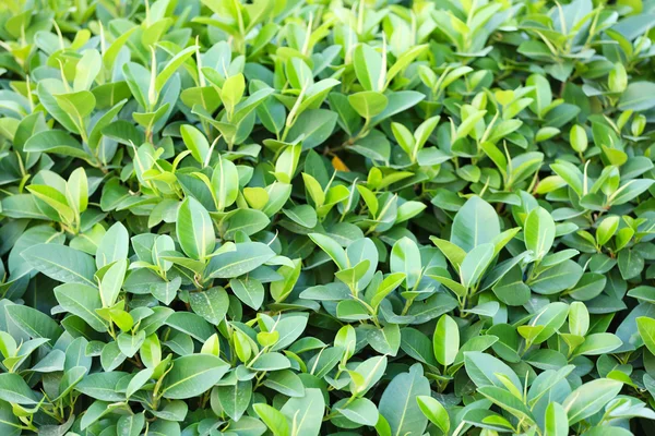 Arbusto verde bonito — Fotografia de Stock