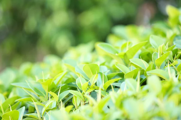 Piękny zielony krzew — Zdjęcie stockowe