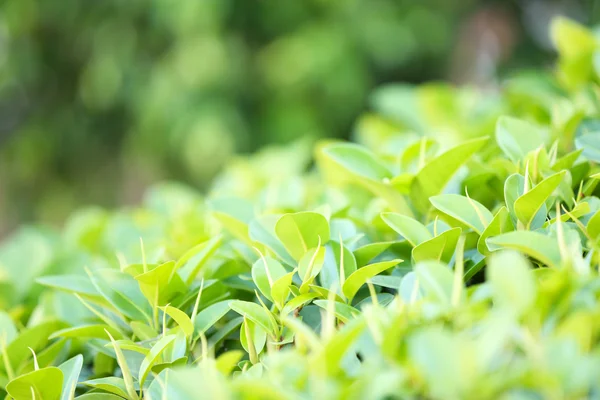 Arbusto verde bonito — Fotografia de Stock