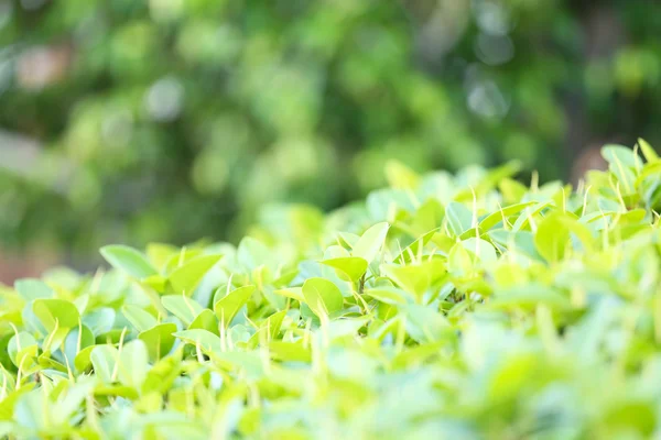 Beautiful green bush — Stock Photo, Image