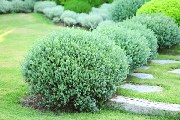 Lush bushes in garden — Stock Photo, Image
