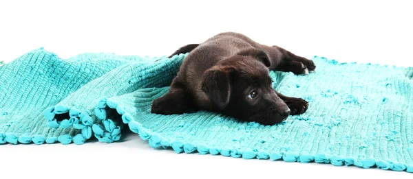 Filhote de cachorro dormindo no tapete azul isolado no branco — Fotografia de Stock