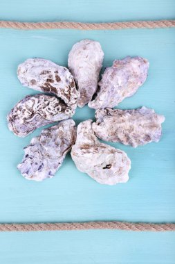 Deniz kabuğu Hatıra Eşyası