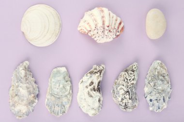 Deniz kabukları Hatıra Eşyası