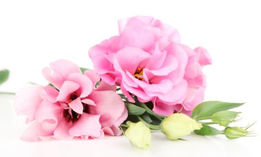 Güzel pembe eustoma çiçek