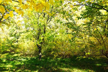 güzel sonbahar ağaçlar