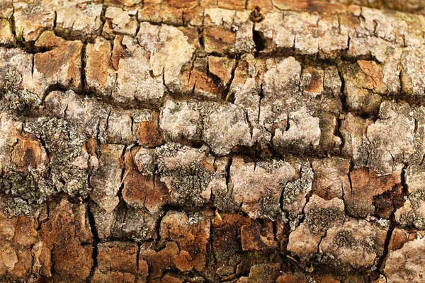 Firewood closeup — Stock Photo, Image