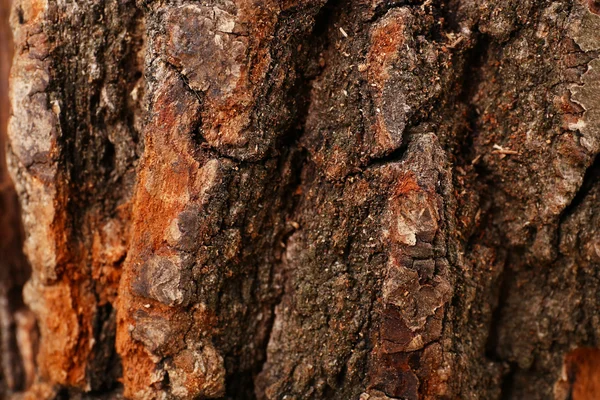 Firewood closeup — Stock Photo, Image