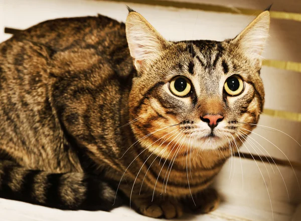 Grey cat in wooden box — Stock Photo, Image