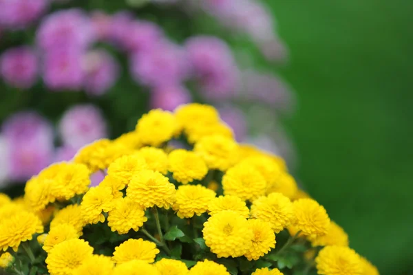 Yellow and lilac flowers on green background — Stock Photo, Image