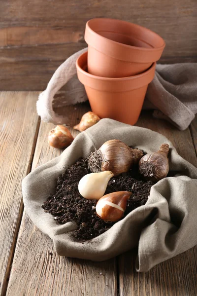 Bulbos de flores y suelo — Foto de Stock