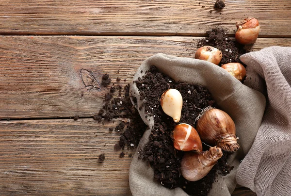 Bulbos de flores y suelo — Foto de Stock