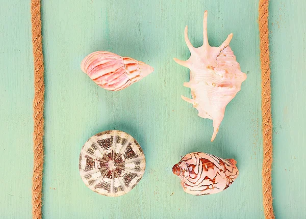 Sea shell souvenirs — Stockfoto