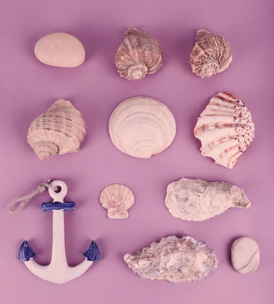 Sea shells and anchor — Stock Photo, Image