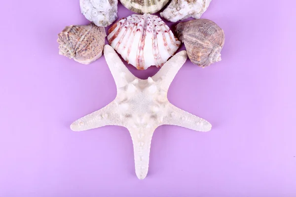 Sea shell souvenirs