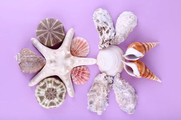 Recuerdos de conchas marinas — Foto de Stock
