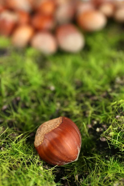 Lískové oříšky na zelené trávě — Stock fotografie