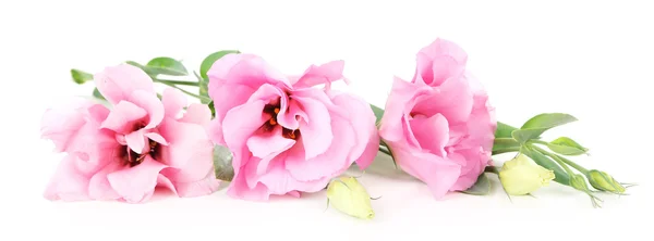 Beautiful pink eustoma flowers — Stock Photo, Image