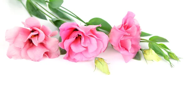Красивые розовые цветы эустомы — стоковое фото