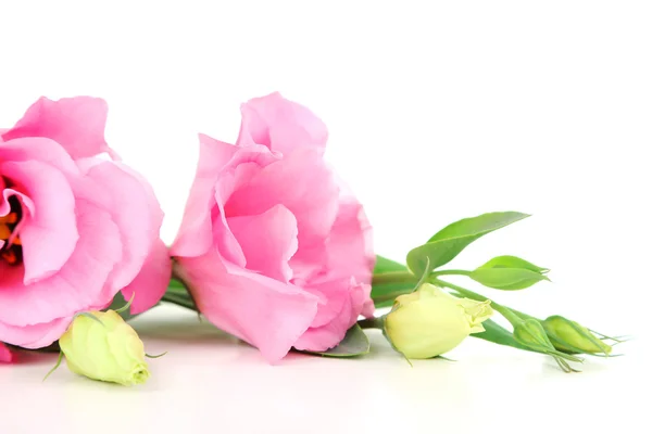 Mooie roze eustoma bloemen — Stockfoto