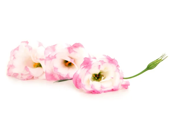 Beautiful pink eustoma flowers — Stock Photo, Image