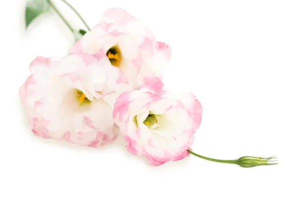 Lindas flores eustoma rosa — Fotografia de Stock