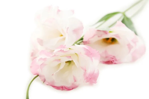 Beautiful pink eustoma flowers — Stock Photo, Image