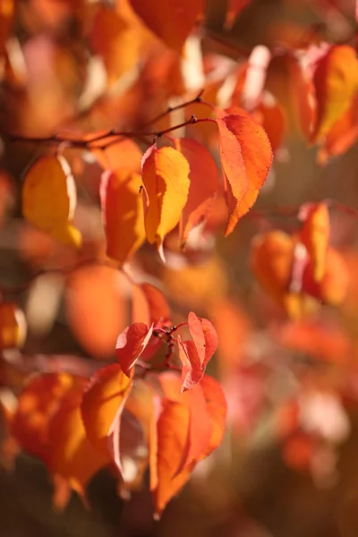 Mooie herfst achtergrond — Stockfoto