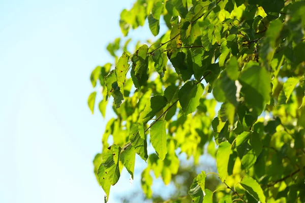 Beautiful tree twigs — Stock Photo, Image