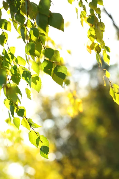 Belles feuilles de bouleau — Photo