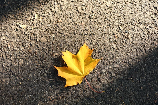 도로 위에 있는 가을 잎 — 스톡 사진
