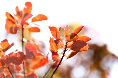 Güzel sarı yapraklar