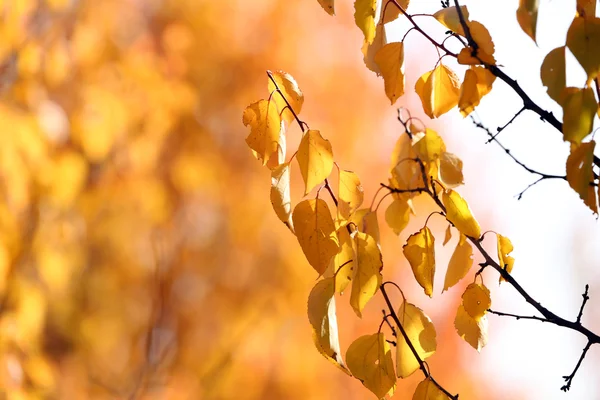 Prachtige gele bladeren — Stockfoto