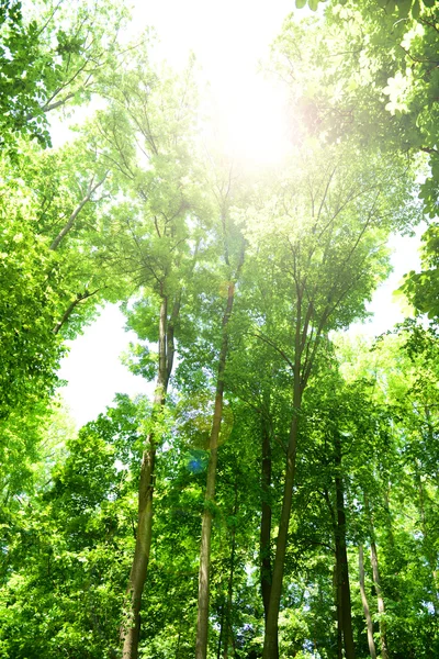 Hermosos árboles en el bosque — Foto de Stock