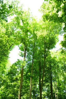 ormanda güzel ağaçlar