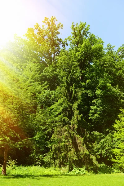 Na zewnątrz piękny park — Zdjęcie stockowe