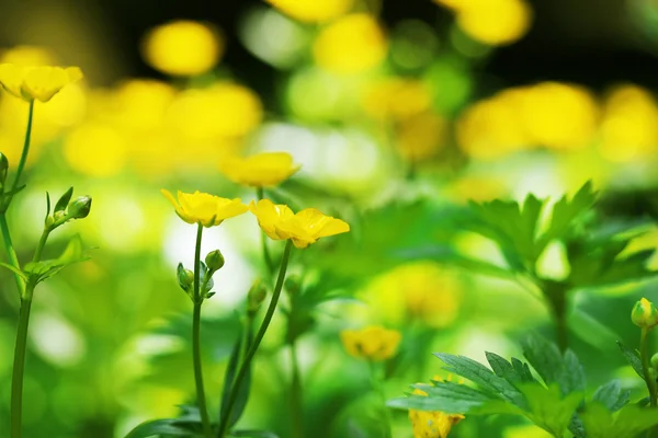 Beautiful spring yellow flowers, outdoors — Stock Photo, Image