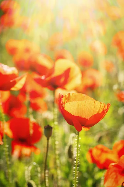 Prado con flores de amapola —  Fotos de Stock