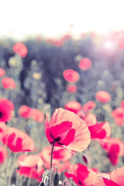 Meadow with poppy flowers — Stock Photo, Image